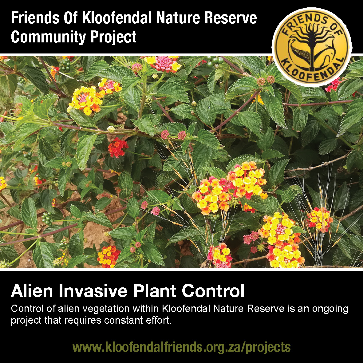 Alien Invasive Plant Control Friends Of Kloofendal